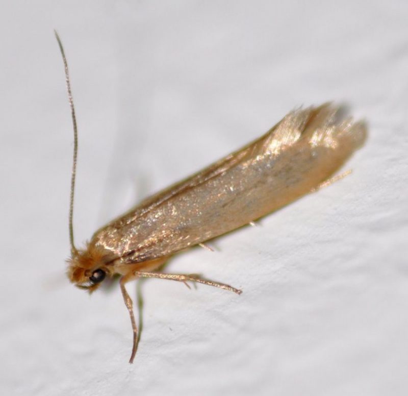 common-moth-tineola-bisselliella