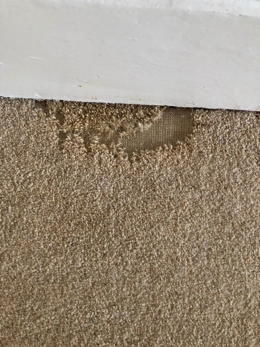 moths-carpet-damage