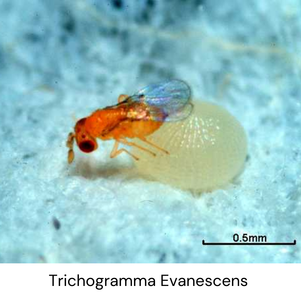 trichogramma-evanescens