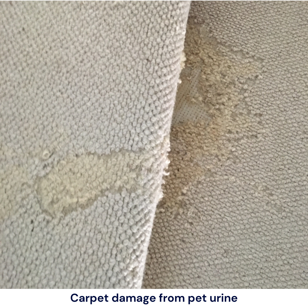 carpet-damage-from-pet-wee
